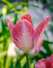 White pink isolated tulip with garden background