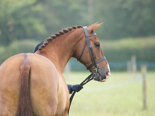 Horse in the Show Ring