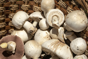 Very beautiful  poisonous mushrooms Agaricus Xanthodermus lie in the  basket. Nature concept for design
