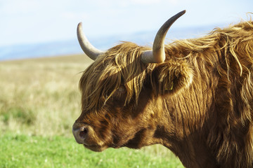 Close up portrait of a highland cow