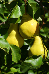 tree, fruit, green, apple, food, branch, apples, ripe, nature, garden, fresh, healthy, agriculture, leaf, summer, leaves, orchard, pear, red, sweet, plant, yellow, juicy, organic, autumn