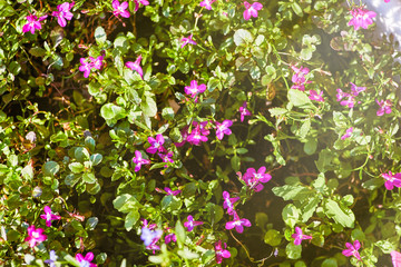 Fototapeta premium The blossoming flowers of the pink Matthiola in the light of the setting sun