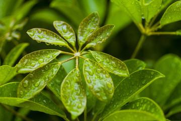close-up of a green plant with water drops