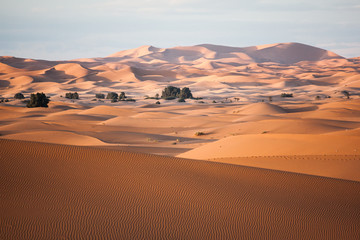 Fototapeta na wymiar Sanddünen am Rand der Wüste in sanftem Abendlicht