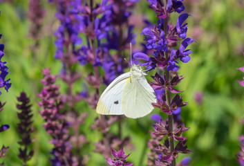 Cabbage butterfly (Pieris brassicae) butterfly sucking nectar on a wild sage flower