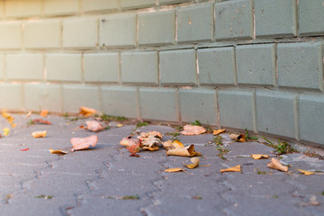 old autumn  yellow leaves close-up