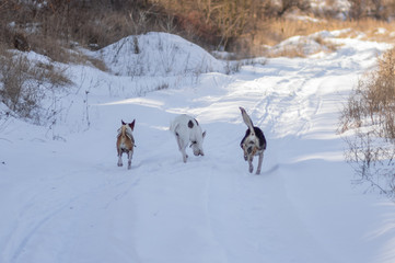 Three dogs (Basenji left and two mixed breed dogs) chasing each other on a country road covered with fresh snow at sunny winter day