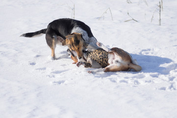 Fototapeta na wymiar Black hunting dog bites Basenji on the neck while playing on winter snow