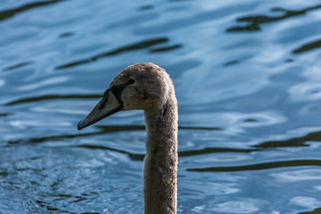 Young swan in water