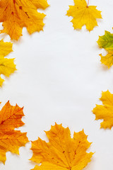 Naklejka na ściany i meble Yellow autumn maple leaves as a flatlay frame