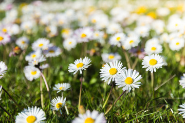 Eine Frühlingswiese mit bunten Gänseblümchen