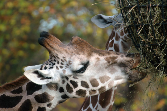 giraffe girrafe beim fressen am baum