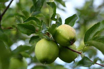 Fresh Green apples