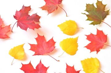 Autumn leaves/ Red, yellow maple and birch leaves on a white background. Flat lay natural background