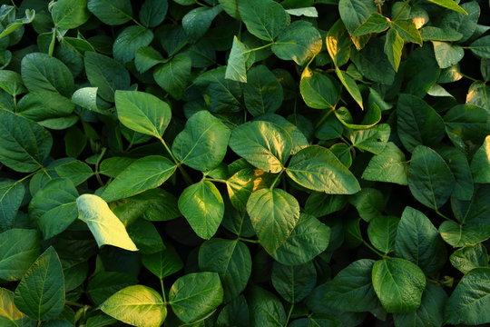Green soybeans plants
