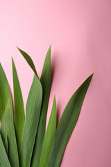 Iris leaves on pink background