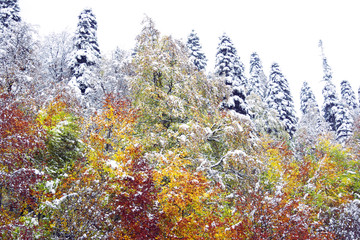 Colorful autumn landscape.
