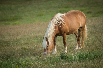 Naklejka na ściany i meble Brown Horse eating in meadow