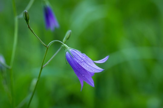 Spreading bellflower (Campanula patula) in the meadow