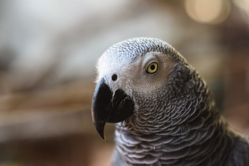 Birds in the zoo at Samutprakarn in Thailand.