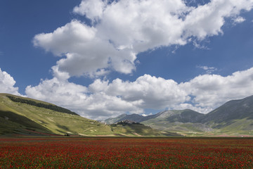 breathtaking flower landscape
