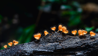 Beautiful Orange Coat Mushrooms in the Morning