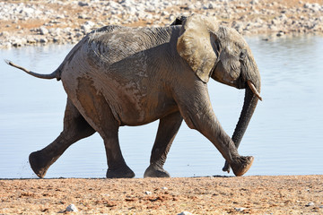 Junger afrikanischer Elefant (loxodonta africana) am Wasserloch Okaukuejo im Etosha Nationalpark (Namibia)