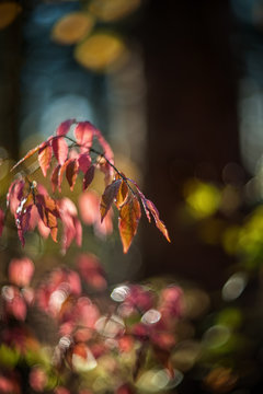 Autumn pink tender Bush of a beresklet on a Sunny day. selective focus. Art. Wallpaper. Selective focus
