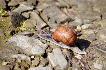 Brown snail crawling on the stone in the sun
