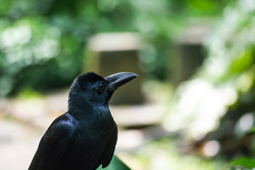 crow pose on camera, so many crow live in dusit zoo, bangkok, thailand.