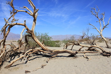 Toter Baum im Deatch Valley