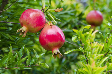 Red pomegranates grow on a tree
