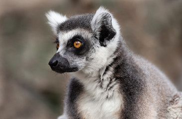 ring tailed lemur on branch of tree