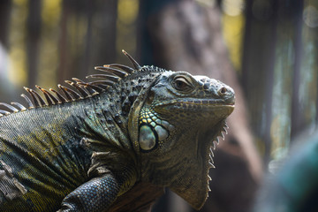 iguana lizard pose on camera in soft light.