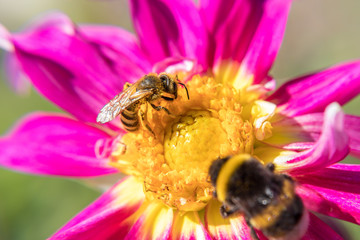 Bee At Work On A Flower