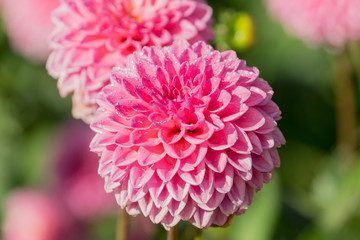 Tautropfen auf Pinke Balldahlie (Asteraceae).