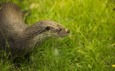 Lovely Eurasian otter (Lutra lutra) sitting on the wet fresh grass near stream river and looking back.