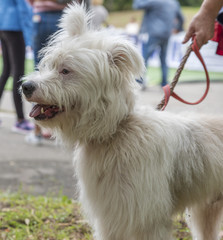 white half-breed Ardennes Bouvier