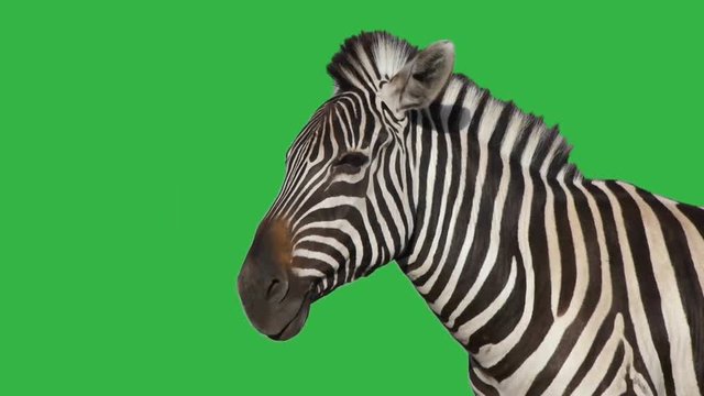 zebra on the green screen