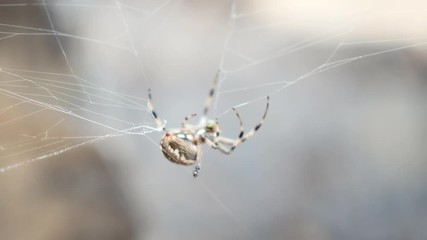 Orb-weaver spider gathering its web