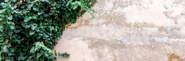 Panoramic background photo of an old dilapidated wabi sabi wall overgrown with ivy