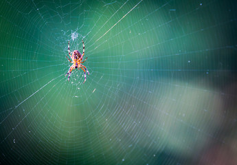 Spider on web