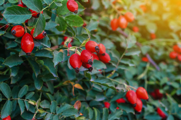 Bush of a dogrose in the rays of the sun in the evening. Green leaves, red berries