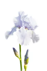 Tafelkleed Mooie veelkleurige irisbloem geïsoleerd in wit. © zgurski1980