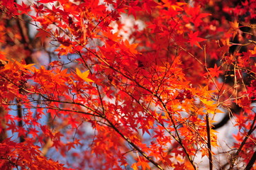 紅葉