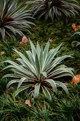 Green agave plant in tropical garden