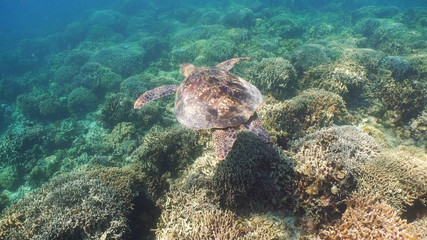 Sea turtle swimming underwater over corals. Sea turtle moves its flippers in the ocean under water. Wonderful and beautiful underwater world. Diving and snorkeling in the tropical sea. Philippines.