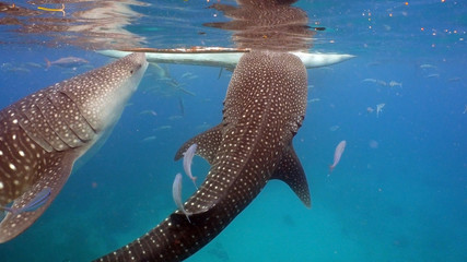 Obraz premium Whale Shark swimming in the clear blue water. Rhincodon typus. Whale shark underwater. Philippines, Oslob.. Wonderful and beautiful underwater world.