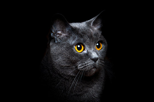 Gray British shorthair cat on a black background
