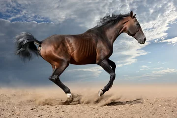 Photo sur Plexiglas Chevaux the bay horse gallops rapidly